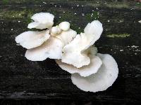 Pleurotus pulmonarius image