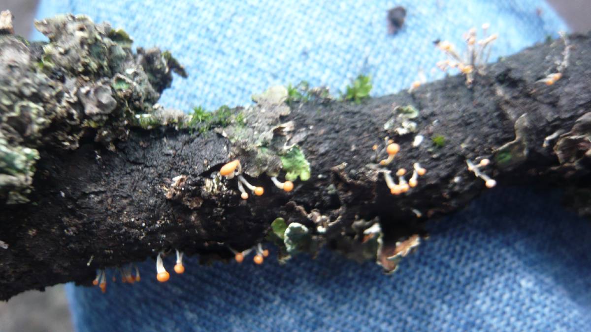 Trichia decipiens image