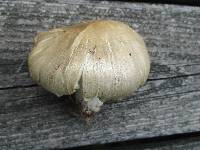 Megacollybia rodmanii image