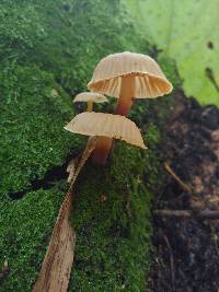 Galerina velutipes image