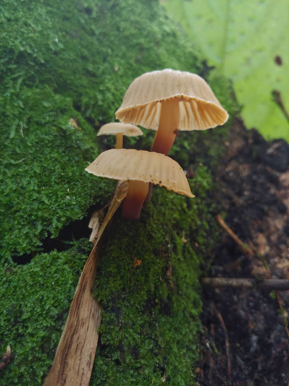 Galerina velutipes image