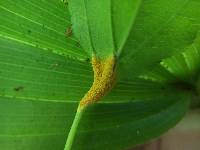 Puccinia coronata image