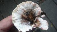 Abortiporus biennis image