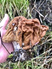 Gyromitra montana image