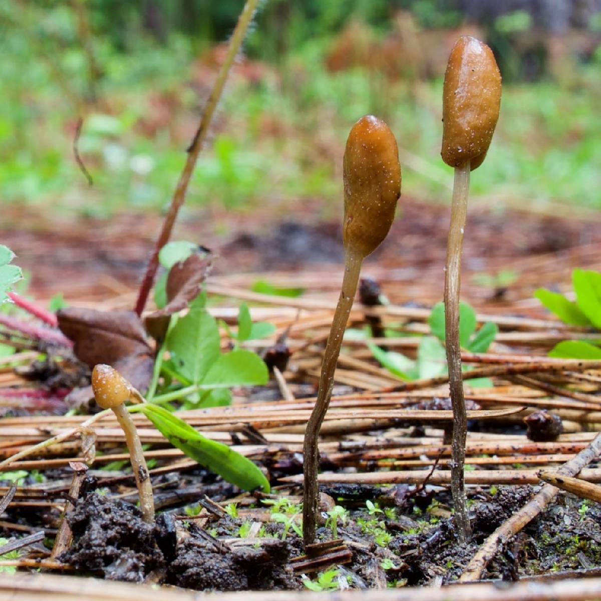 Galeropsis polytrichoides image