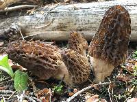 Morchella snyderi image