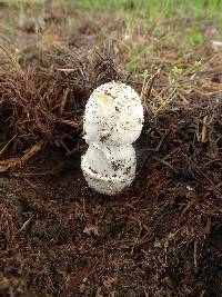 Amanita aprica image