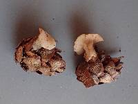 Cudoniella clavus image