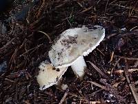 Inocybe amblyospora image