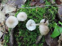 Mycena galericulata image