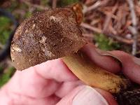 Phylloporus rhodoxanthus image