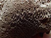 Phellinus chrysoloma image