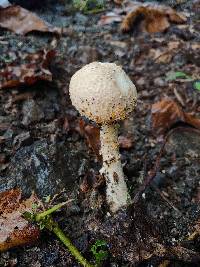 Amanita nauseosa image