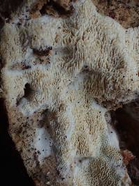 Schizopora paradoxa image