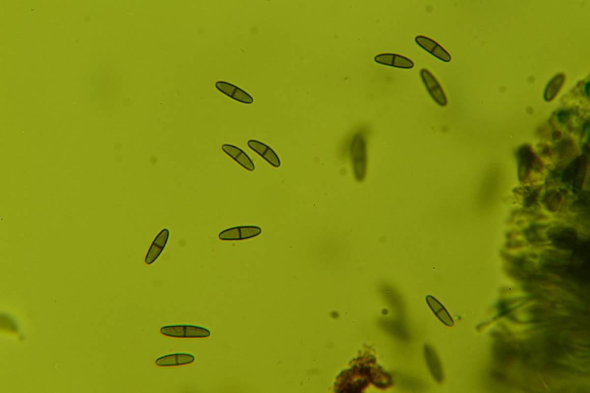 Dactylospora stygia image