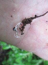 Rhizomarasmius pyrrhocephalus image