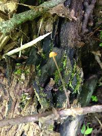 Marasmius siccus image