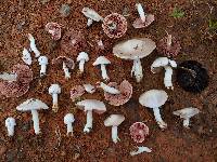 Agaricus argyropotamicus image