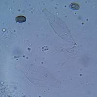 Psathyrella seymourensis image