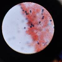 Psathyrella seymourensis image