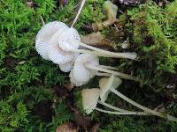 Mycena galericulata image