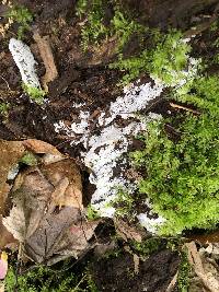 Ceratiomyxa fruticulosa var. fruticulosa image