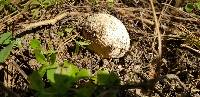 Amanita aprica image