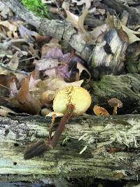 Xeromphalina tenuipes image