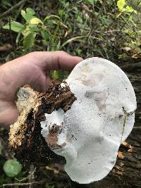 Ganoderma lobatum image