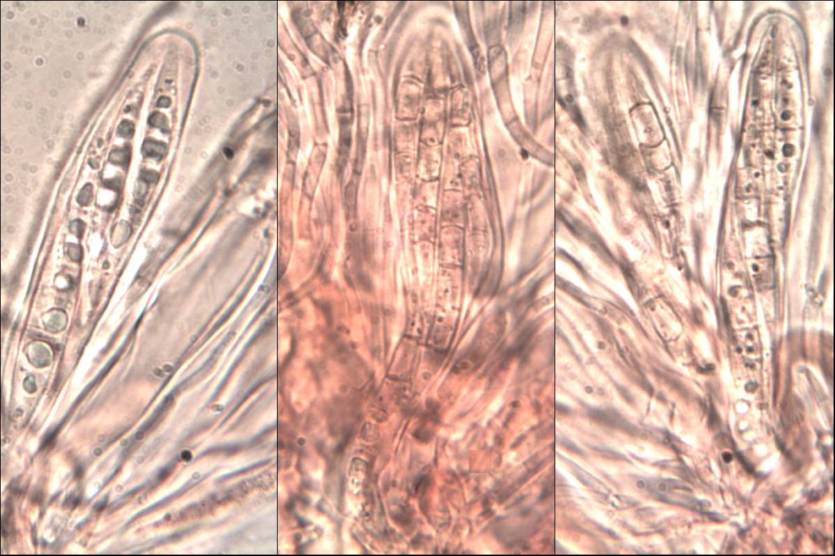 Collema subnigrescens image