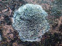 Lecanora campestris image