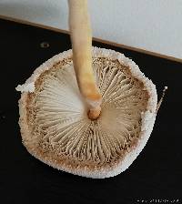 Leucocoprinus cretaceus image