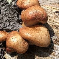 Gymnopilus thiersii image