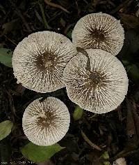 Agaricus endoxanthus image