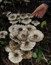 Agaricus endoxanthus image