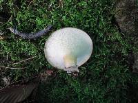 Polyporus tuberaster image