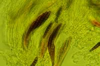 Lophiostoma caulium var. congregatum image