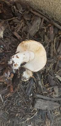 Leucoagaricus amanitoides image