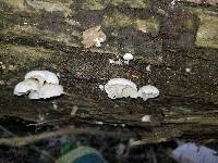 Hemimycena candida image