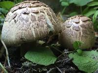 Agaricus deardorffensis image