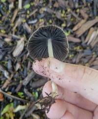 Coprinellus impatiens image