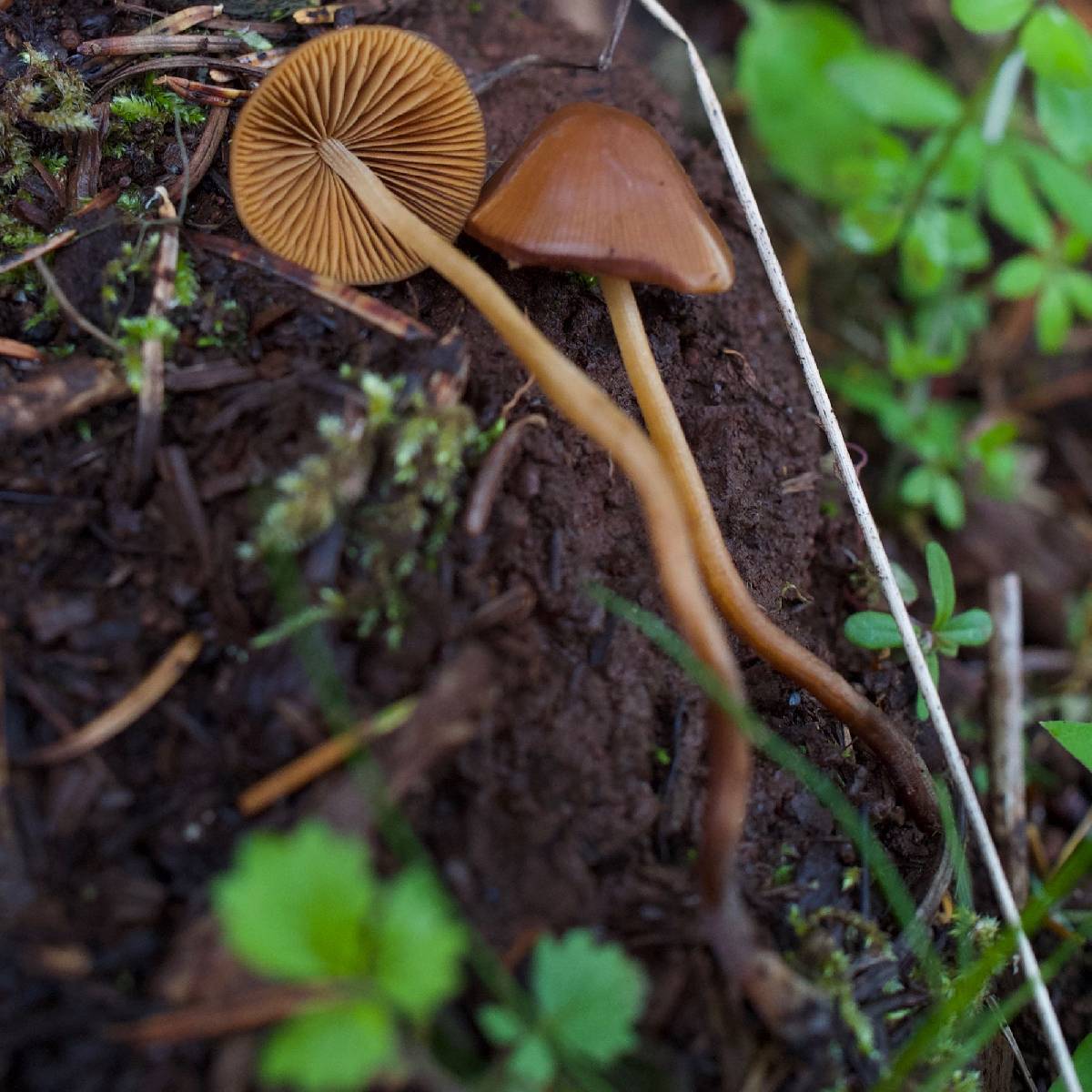 Conocybe semiglobata image