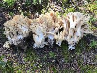 Ramaria rasilispora var. rasilispora image