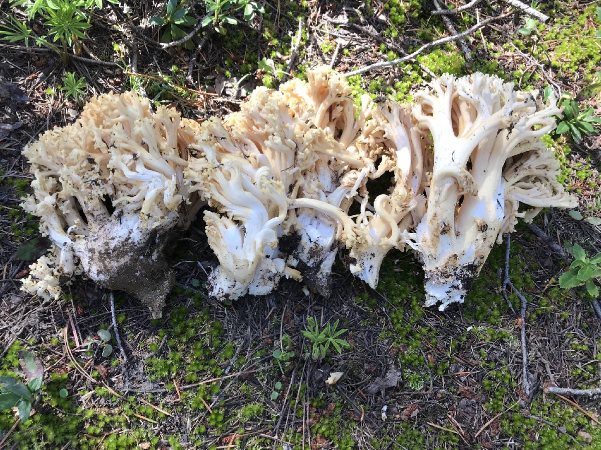 Ramaria rasilispora var. rasilispora image