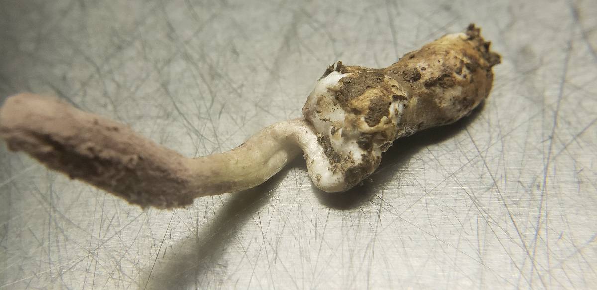 Purpureocillium atypicola image