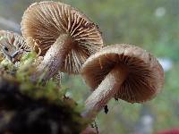 Inocybe perbrevis image