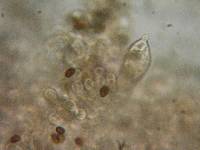 Psathyrella madeodisca image