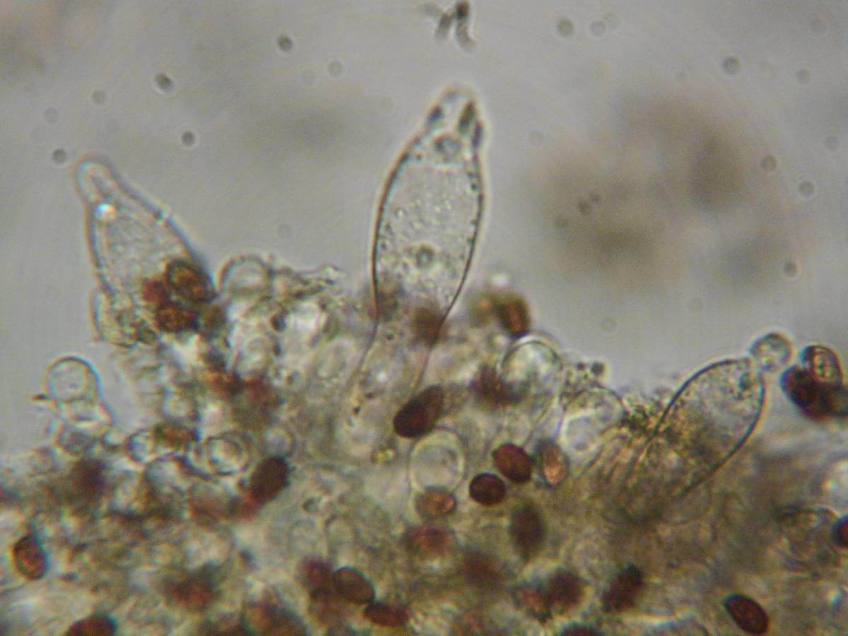 Psathyrella madeodisca image