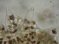 Psathyrella madeodisca image