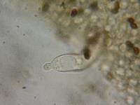 Psathyrella madeodisca image